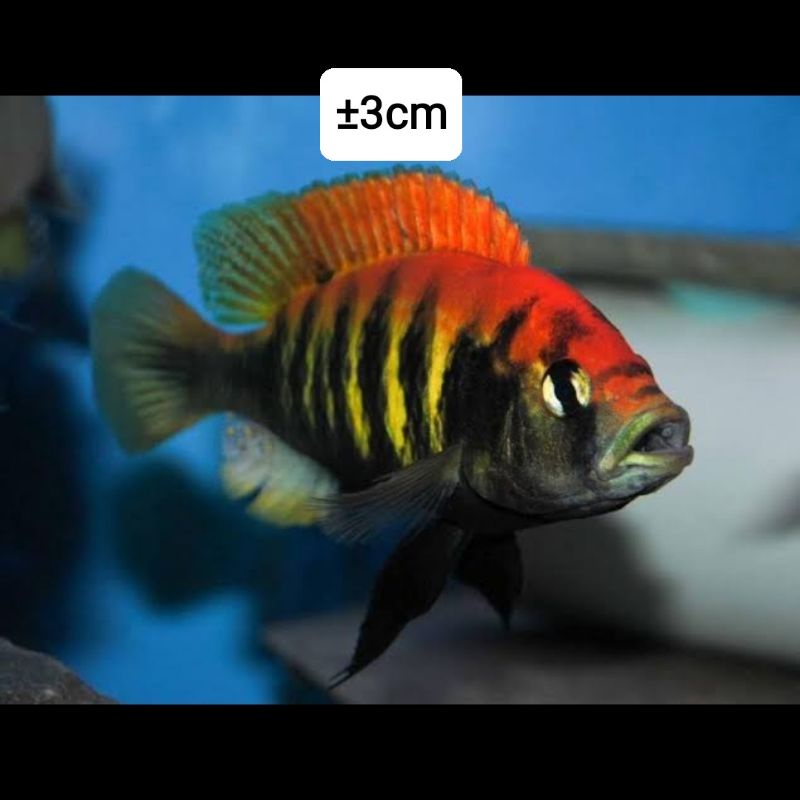 cichlid pundamilia Nyererei