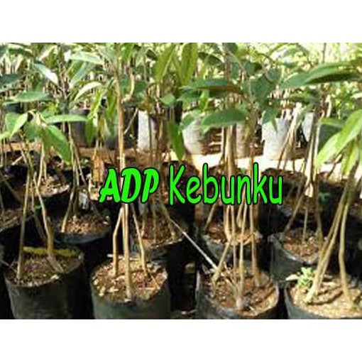 BIBIT TANAMAN BUAH DURIAN BAWOR KAKI 3 TINGGI 1,2 METER UP STOK READY