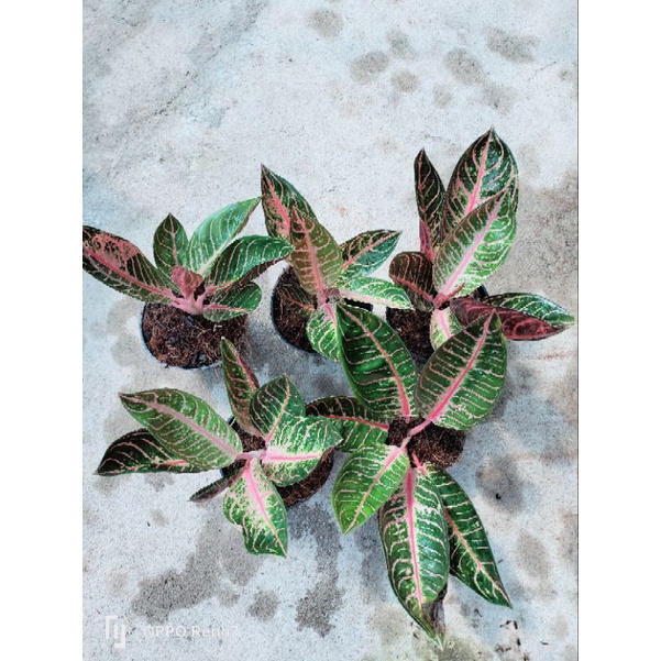 Aglonema pride of Sumatra/Red Sumatra