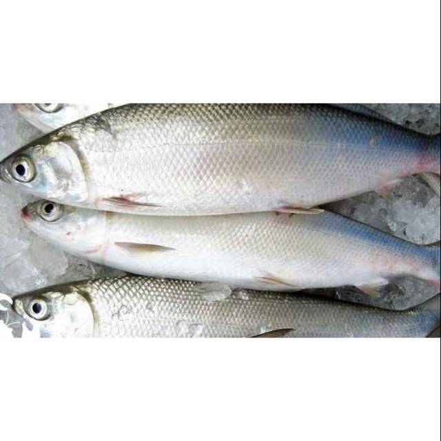 

Ikan bandeng 500gr isi 2 ekor