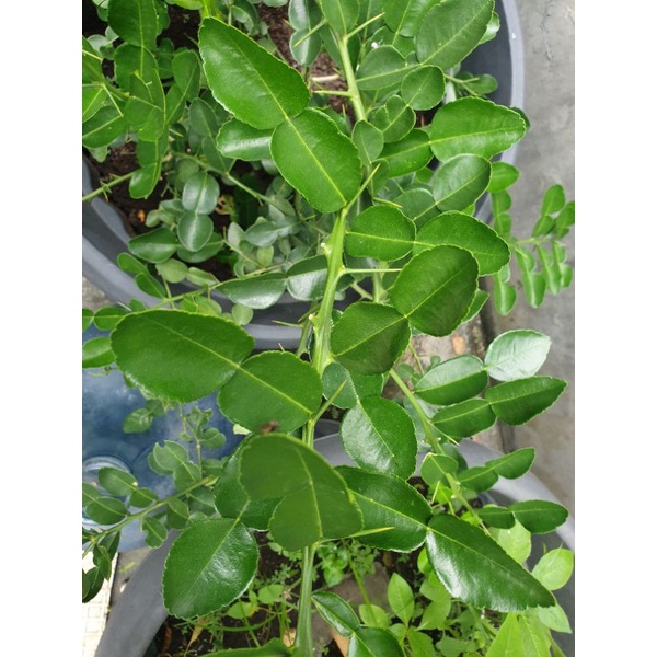 

Daun jeruk kampung