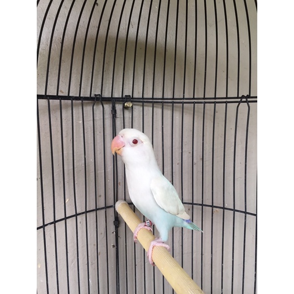 pf blue/biola jika jantan