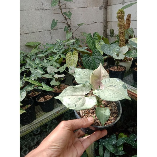 syngonium green splash