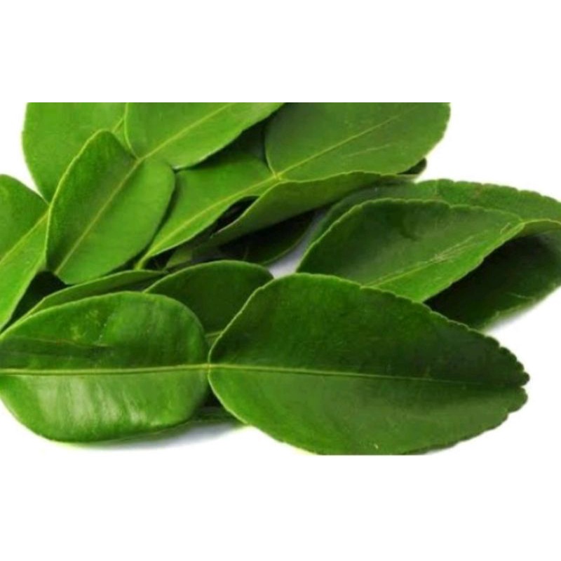 

daun jeruk segar