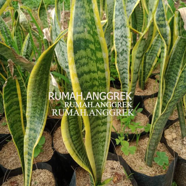 Tanaman indoor sensivera/lidah mertua