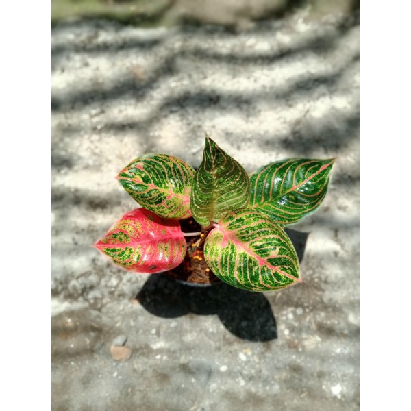 Aglonema Huges Merah