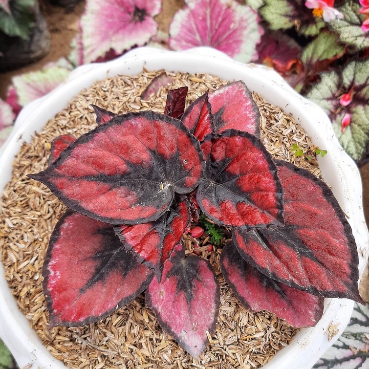 Tanaman Hias Begonia Red Kiss/Red Pita Ukuran Remaja