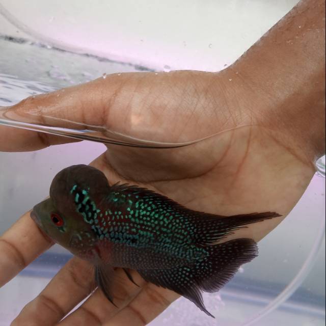 

Ikan Louhan Kamfa
