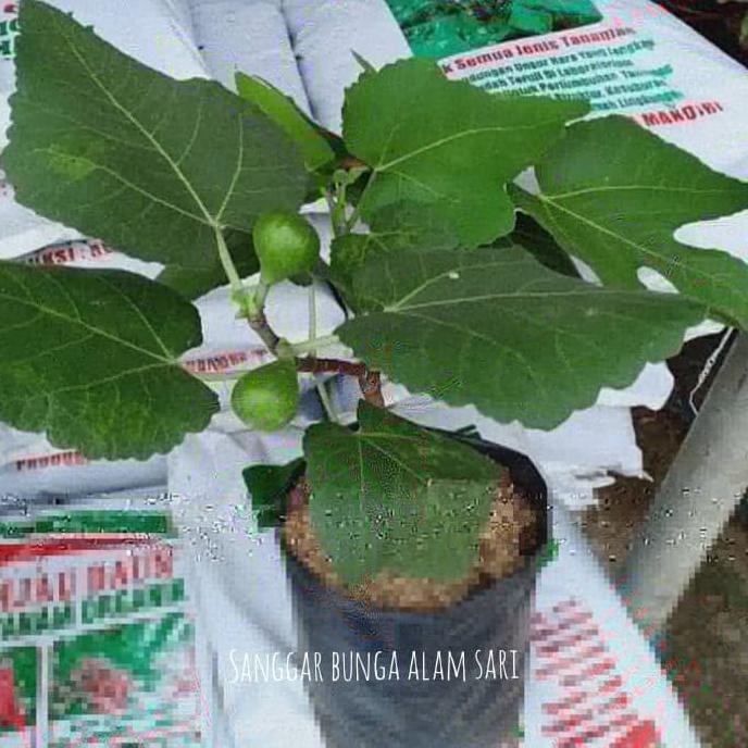 Tanaman Buah Tin Sudah Berbuah Murah $Diskon$