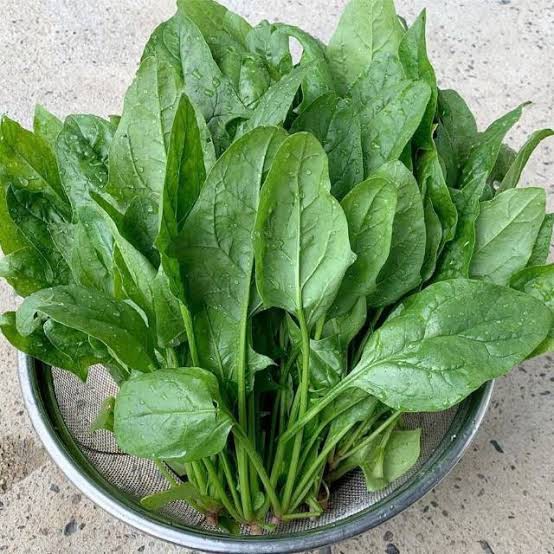 Benih Bayam Jepang &quot;Spinach Giant Nobel&quot; | Bibit Bayam Jepang