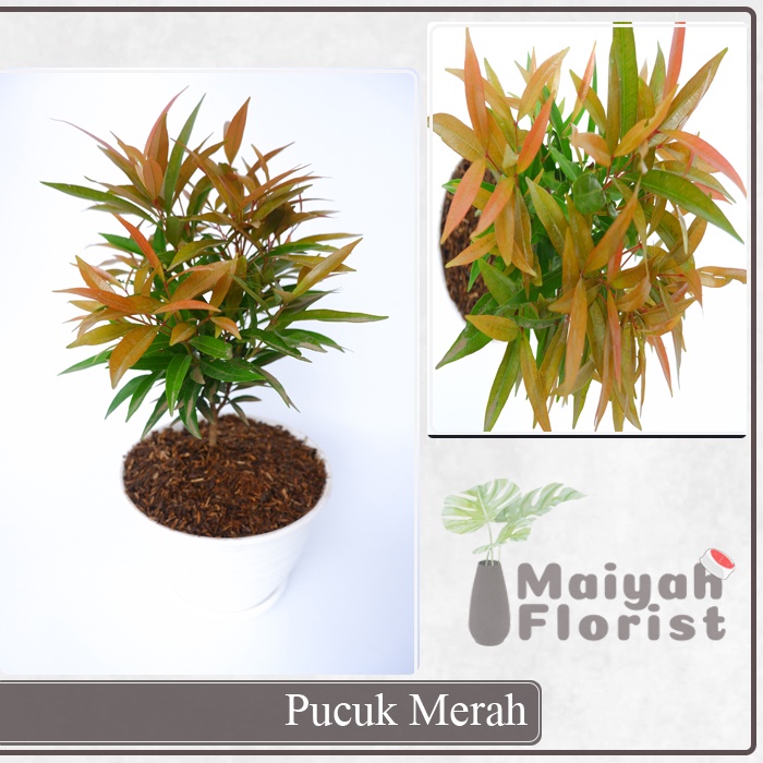 Pucuk Merah - Syzygium oleina - Tanaman Hias