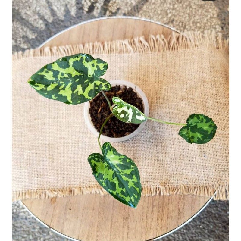caladium Hilo beauty, zz Variegata, syngonium chiapense