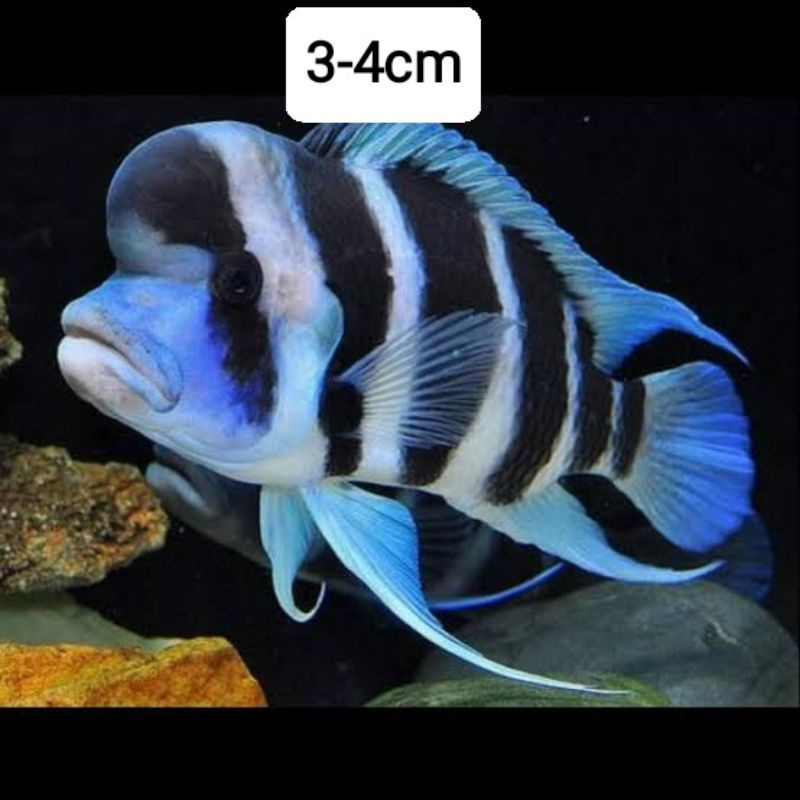 cichlid tanganyika frontosa burundi 3-4cm