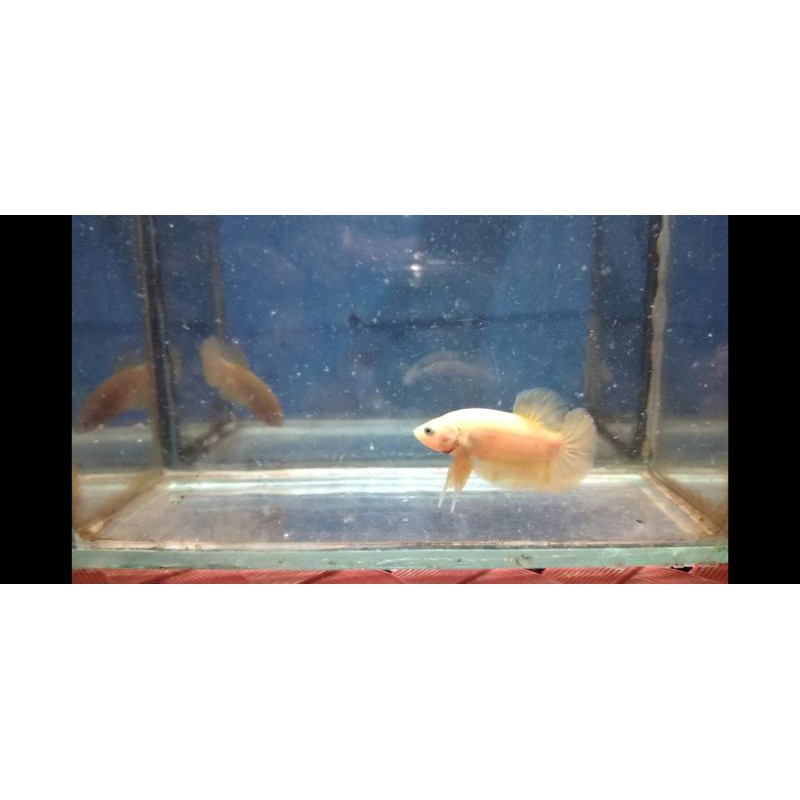 Cupang yellow banana