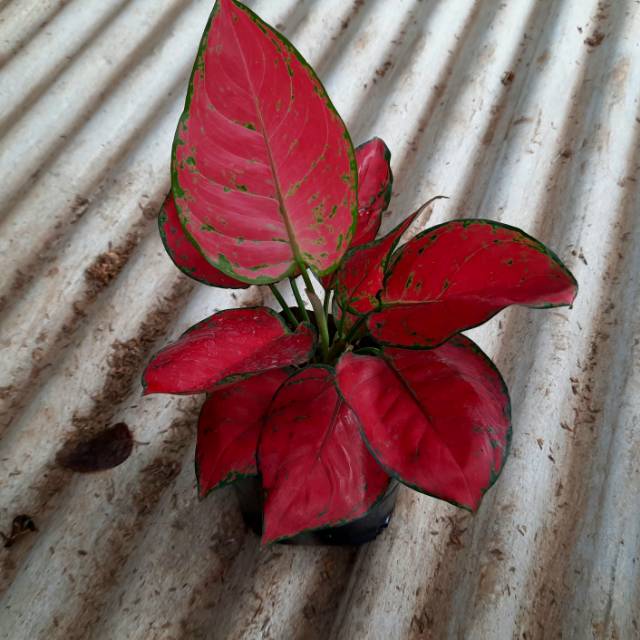 Aglonema Red anjamani JUMBO