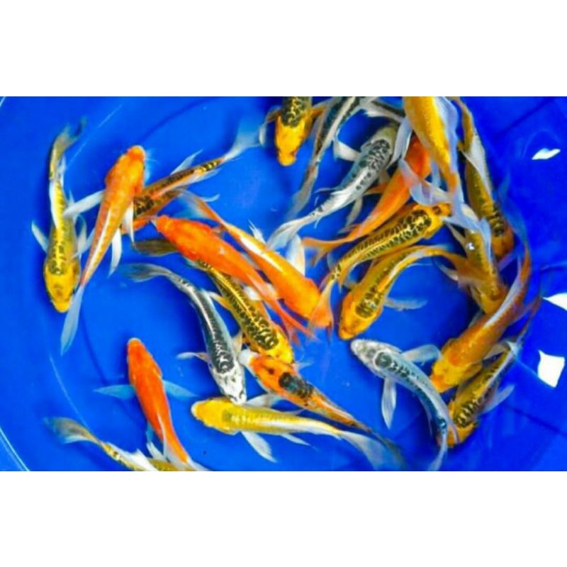 ikan hias koi slayer kumpay ukuran 5/7cm Shopee Indonesia