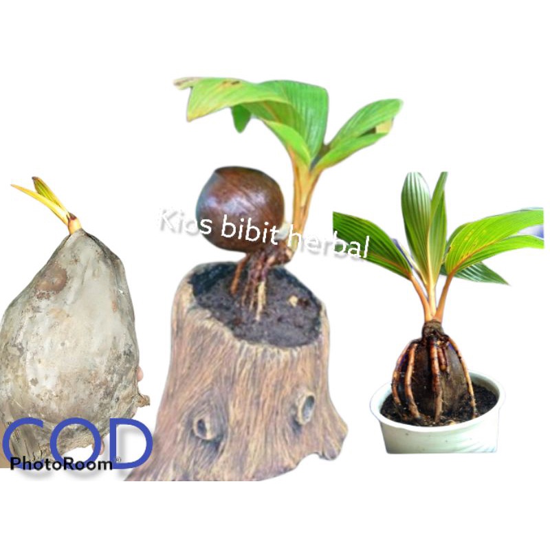 Bibit kelapa Kuning kelapa pendek 3-4 tahun sudah berbuahbahan bonsai kelapa gading kuning berkualit