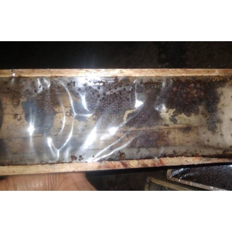 Jual koloni klanceng Aktif