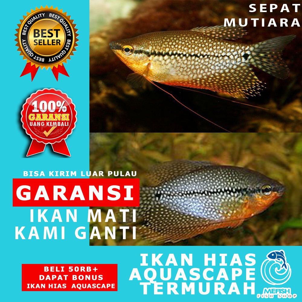 Ikan Aquascape / Ikan Hias Aquascape / Ikan Hias Aquarium - MEFISH_ID ( SEPAT MUTIARA )
