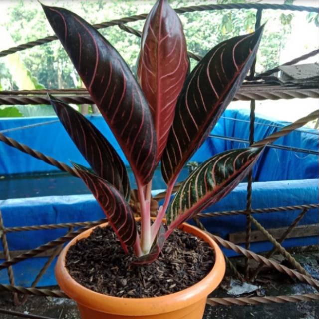 Aglonema red Sumatra