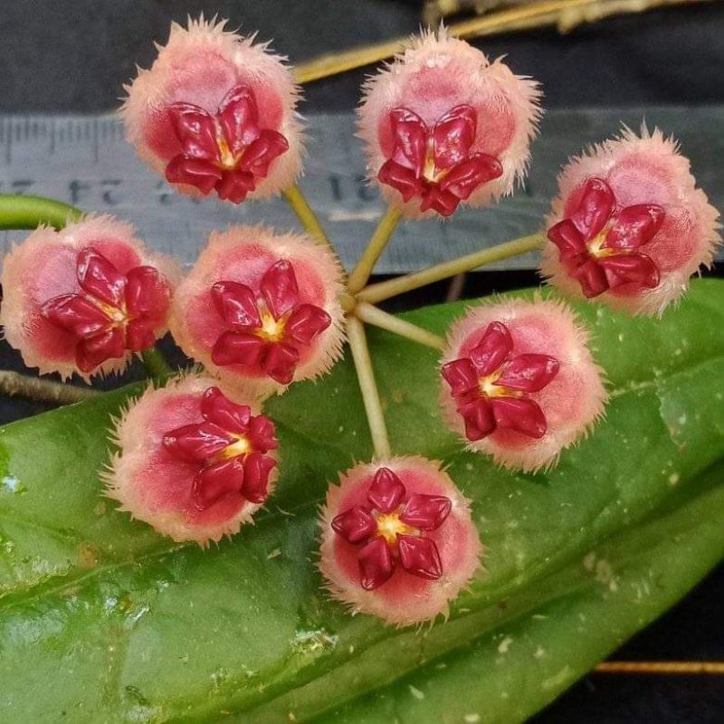 Hoya Sulawesiana.
