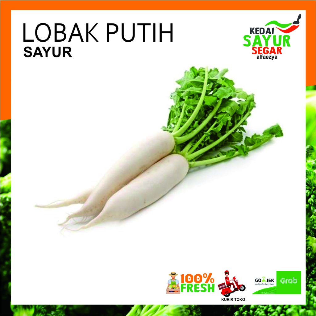 

LOBAK PUTIH Sayur Segar