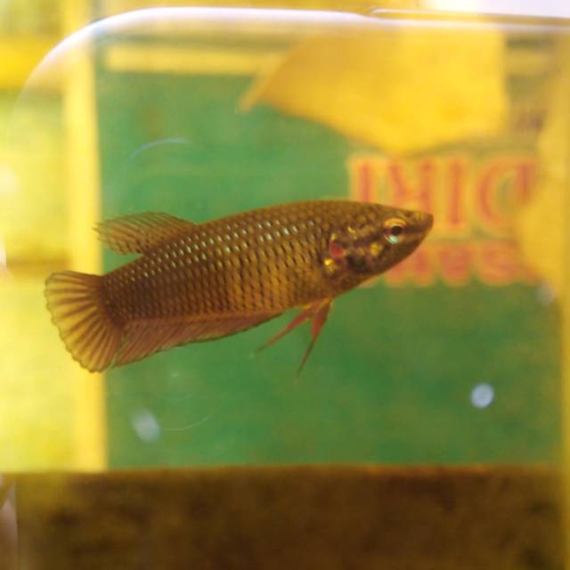 Cupang bagan female/betina