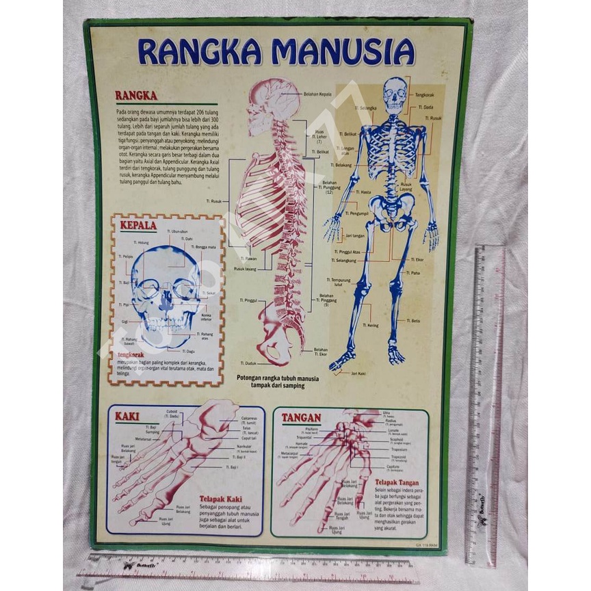 

Poster Rangka Manusia Skeleton & Poster Lainnya per 5lembar READY STOCK