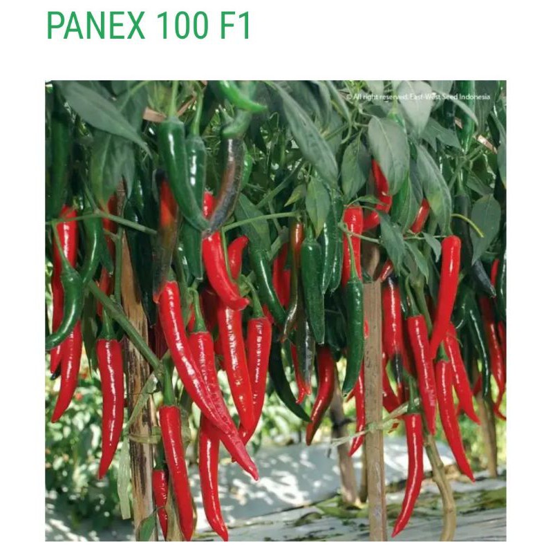 BENIH CABE BESAR PANEX 100 F1 CAP PANAH MERAH