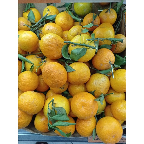 

Jeruk wokam Citrus super manis 1 kg