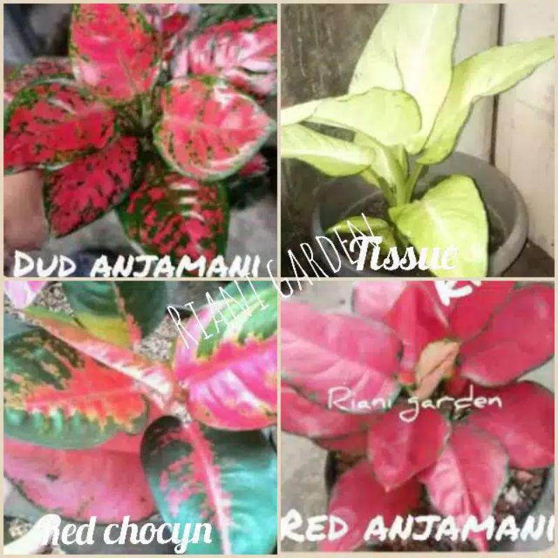 Bunga aglonema paket 4 jenis sesuai gambar daun minimal 4