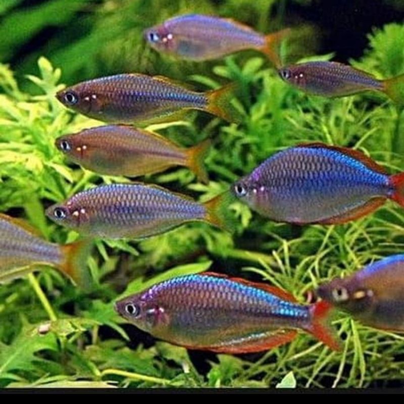 Ikan Hias Rainbow Peacock Aquarium Aquascape