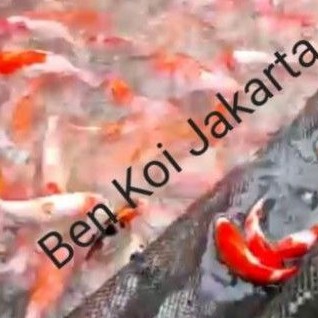 Ikan Koi Kohaku Sanke F1 import