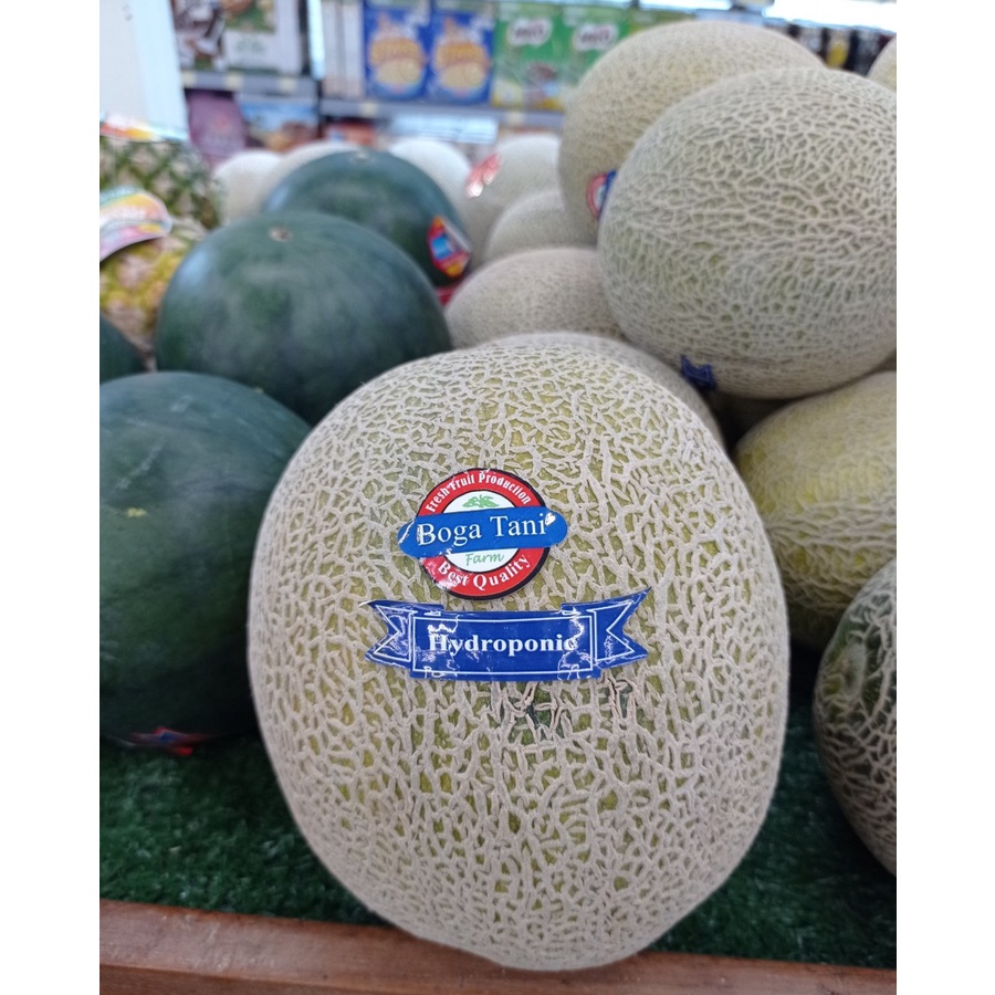 

MELON CANTELOUPE HYDROPONIC BOGATANI