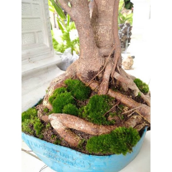Lumut bonsai/moss hidup /lumut hidup murah