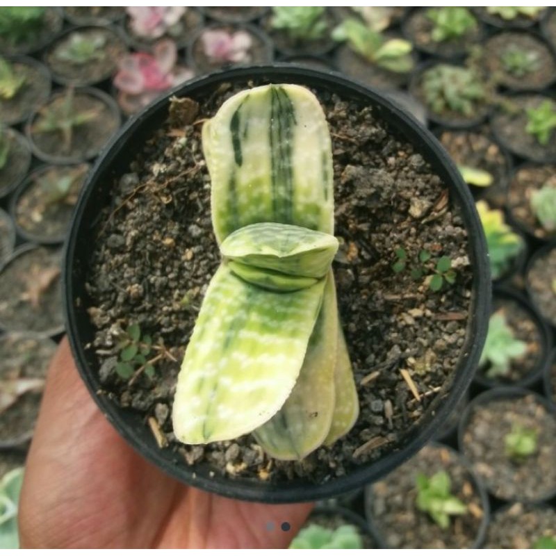 Gasteria Variegated