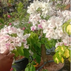 Bougenville sakura batang ori ukuran besar