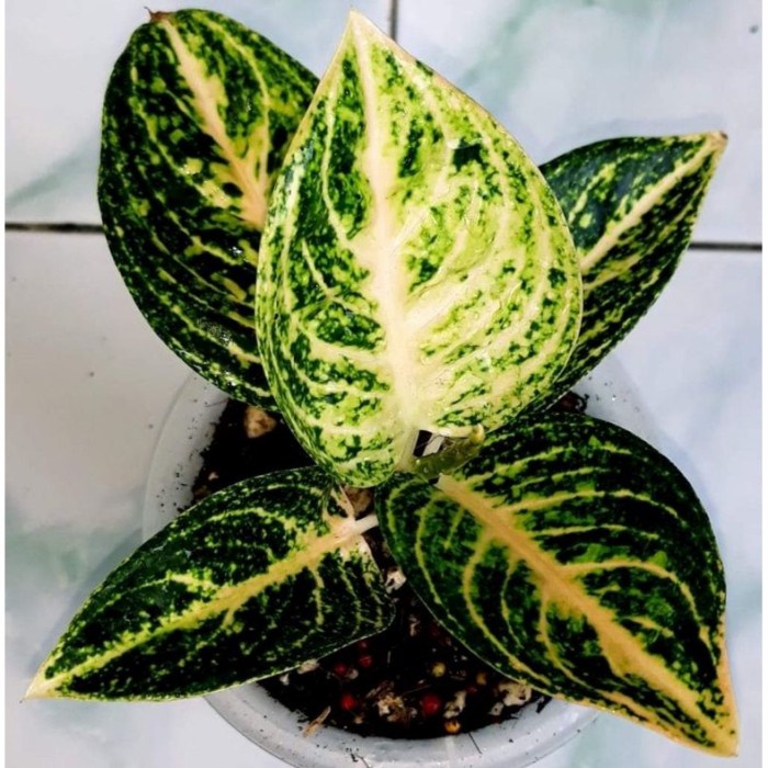 aglonema wiput (widuri putih) anakan