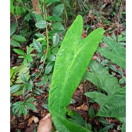 Alokasia zebrina sp. borneo (bonggolan)