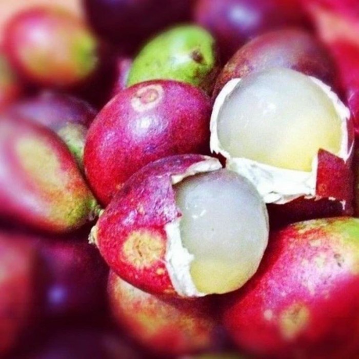 TERPERCAYA Obral Bibit Tanaman Buah Matoa-Bibit Matoa-Bibit Matoa Cangkok & cepat berbuah