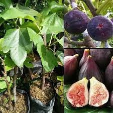 Bibit Tin Purple Jordan Asli Super