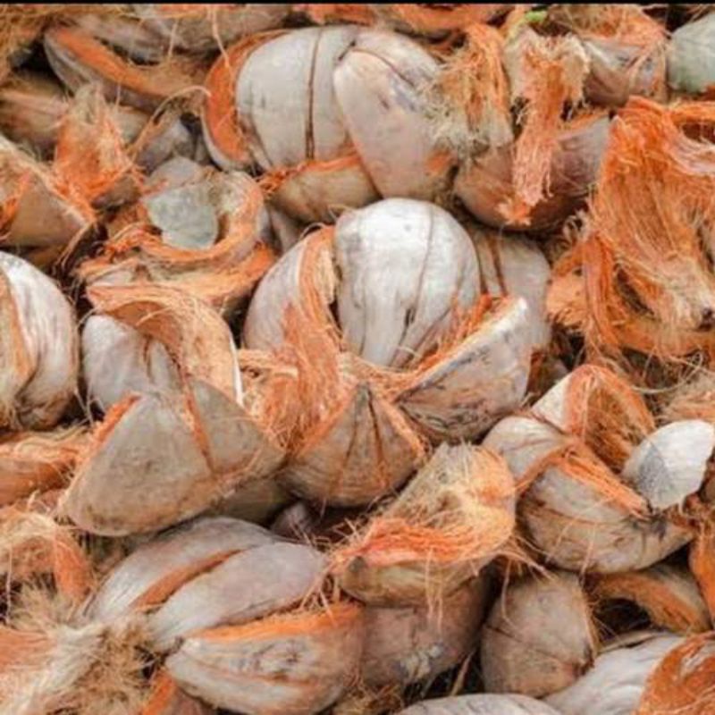 

tepes kelapa kering utuh media tanam anggrek 20 pcs