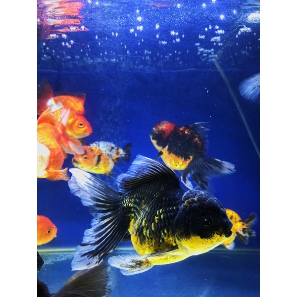 KOKI ORANDA SUPER JUMBO 20CM