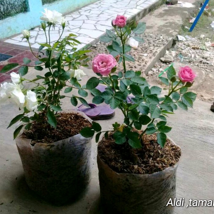 Jual Tanaman Bunga Mawar Shopee Indonesia