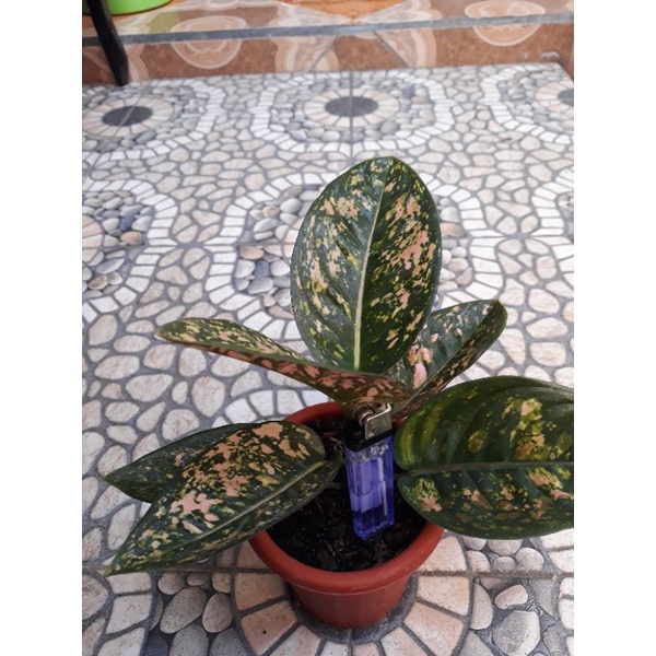 Aglonema Ruby Compacta