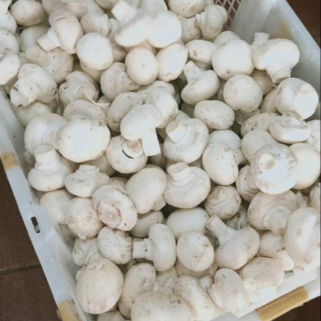 

Jamur Champignon 1kg Fresh