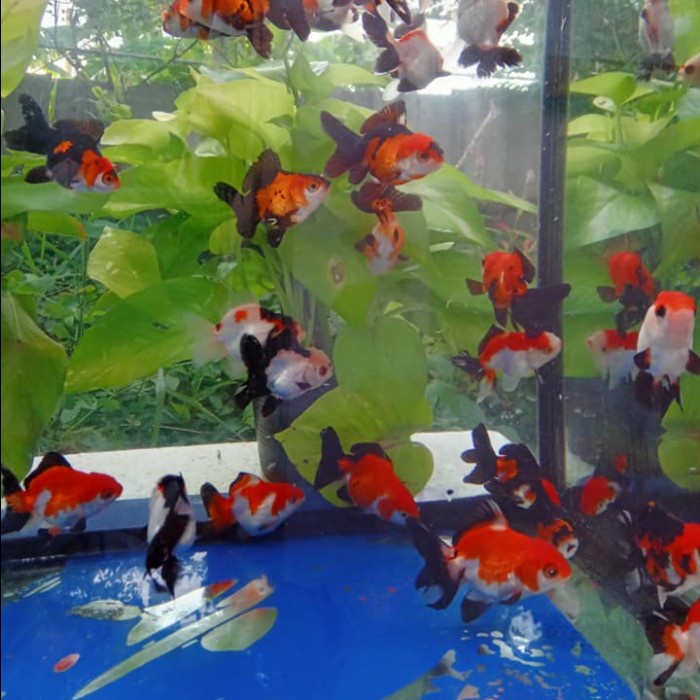 Oranda tricolor kelas import / ikan mas koki oranda thailand