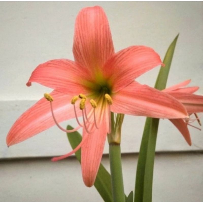 Bakung Amarilis Bunga Pink Tanaman Hias Pohon Bakung Amarilis Pink