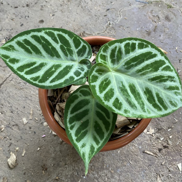 PROMO anthurium dorayaki silver / kuping gajah dorayaki