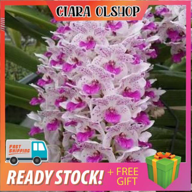 Anggrek ekor tupai dewasa